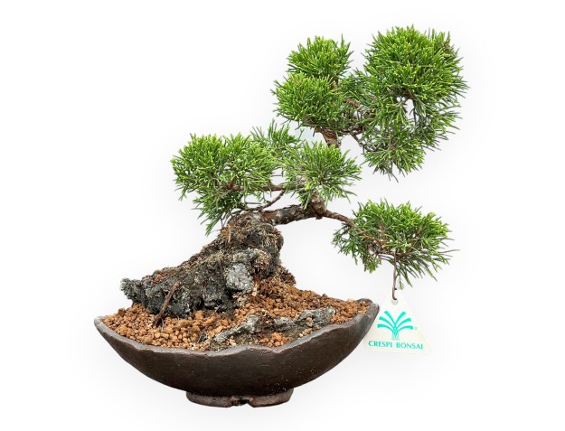 Juniperus Chinensis Itoigawa - Juniper - 25 cm