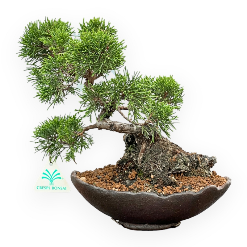 Juniperus Chinensis Itoigawa - Enebro - 25 cm