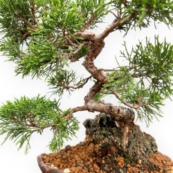 Juniperus Chinensis Itoigawa - Enebro - 25 cm