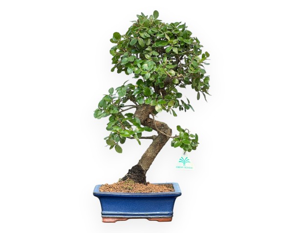 Quercus Suber - 45 cm