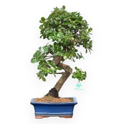Quercus Suber - Chêne-liège - 45 cm