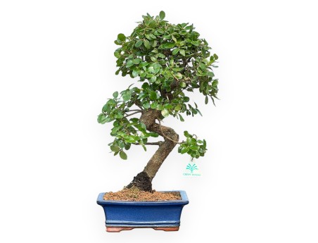Quercus Suber - Chêne-liège - 45 cm