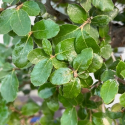 Quercus Suber - Chêne-liège - 45 cm