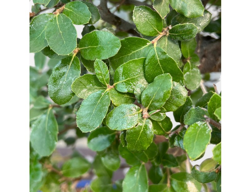 Quercus Suber - Cork Oak - 45 cm