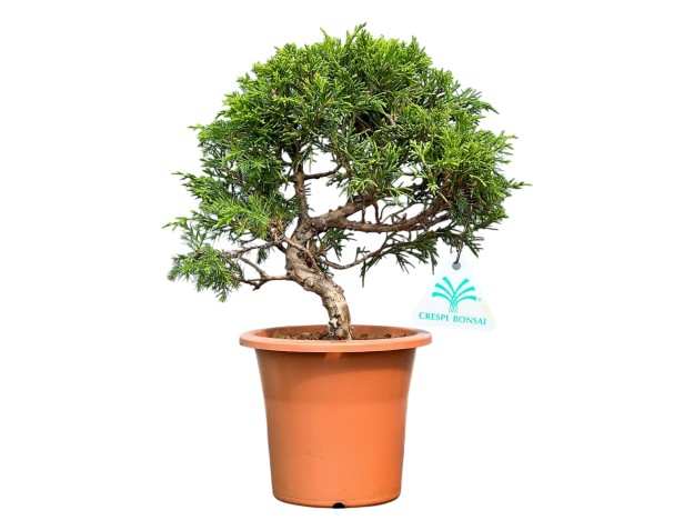 Juniperus Chinensis Itoigawa - Enebro - 26 cm