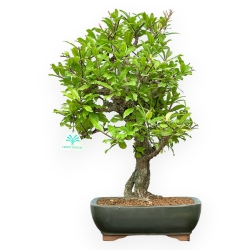 Punica Granatum - Grenade - 42 cm