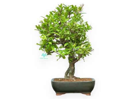 Punica Granatum - Melograno - 42 cm