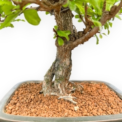 Punica Granatum - Grenade - 42 cm