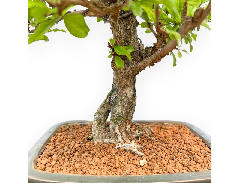 Punica Granatum - Grenade - 42 cm