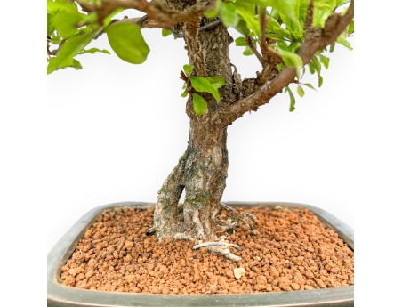 Punica Granatum - Grenade - 42 cm