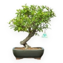 Punica Granatum - Pomegranate - 36 cm
