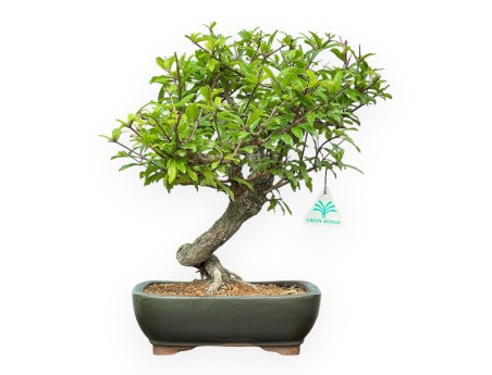 Punica Granatum - Melograno - 36 cm