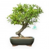 Punica Granatum - Melograno - 36 cm