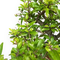 Punica Granatum - Melograno - 36 cm