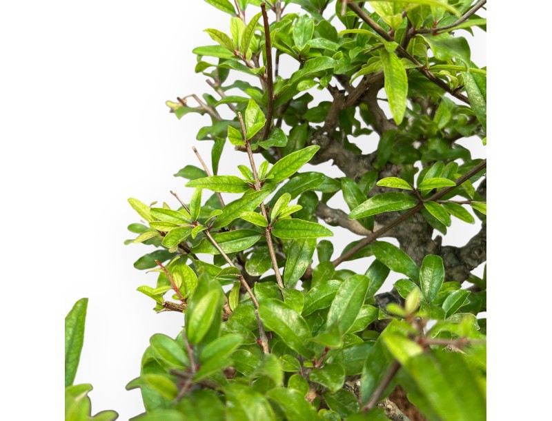 Punica Granatum - Grenade - 36 cm