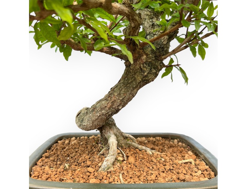 Punica Granatum - Grenade - 36 cm