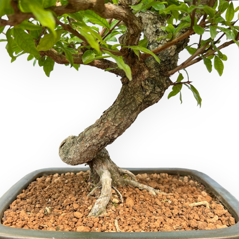 Punica Granatum - Melograno - 36 cm