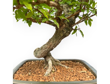 Punica Granatum - Pomegranate - 36 cm