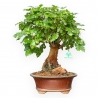 Morus - Gelso - 38 cm