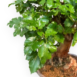 Morus - Mulberry - 38 cm