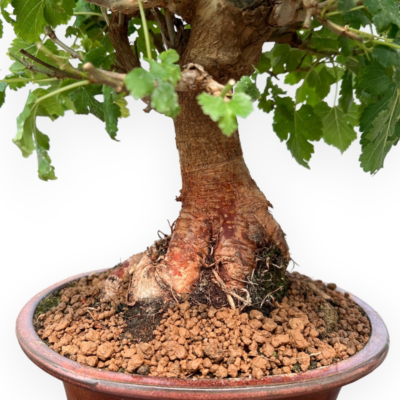 Morus - Gelso - 38 cm