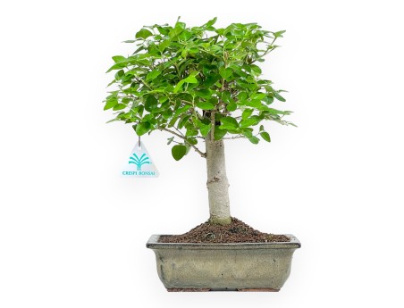 Ligustrum - Ligustro - 33 cm