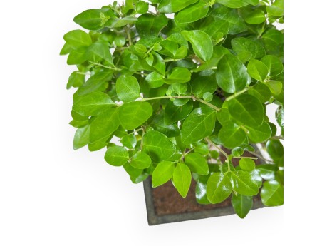 Ligustrum - Ligustro - 33 cm