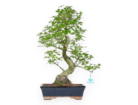 Ligustrum – Liguster – 52 cm