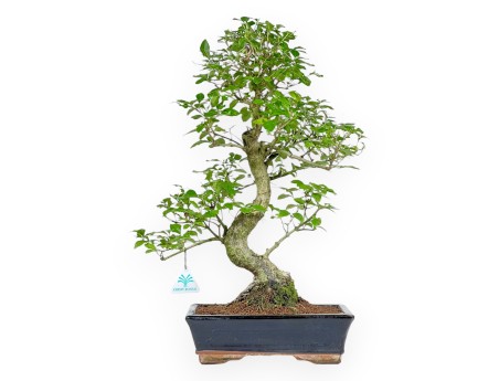 Ligustrum - Ligustro - 52 cm
