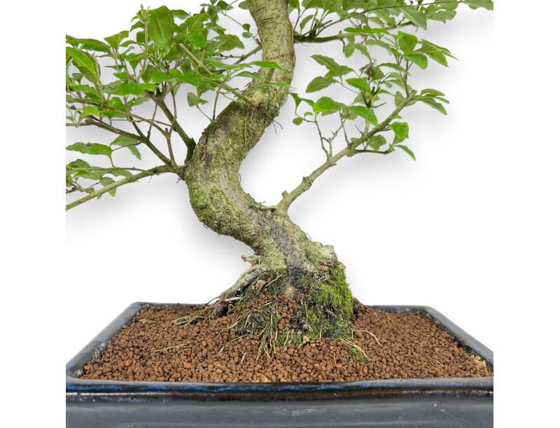 Ligustrum - Troène - 52 cm