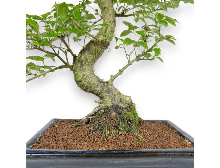 Ligustrum – Liguster – 52 cm
