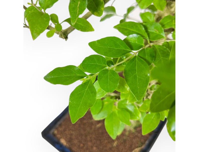 Ligustrum – Liguster – 52 cm