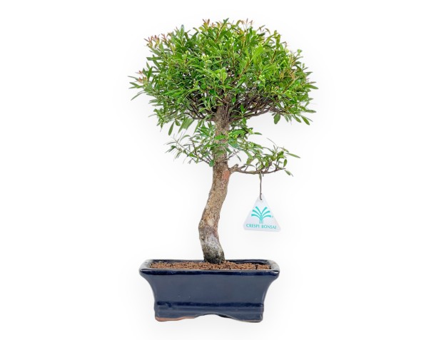 Syzygium - Mirto - da 35 a 40 cm
