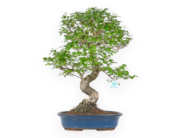 Ligustrum - 56 cm