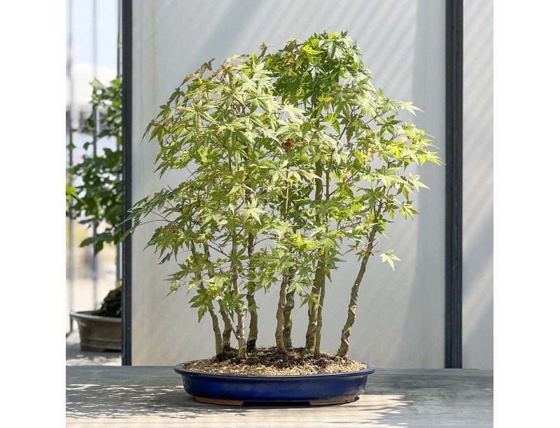 Acer Palmatum Viridis - Érable - 68 cm