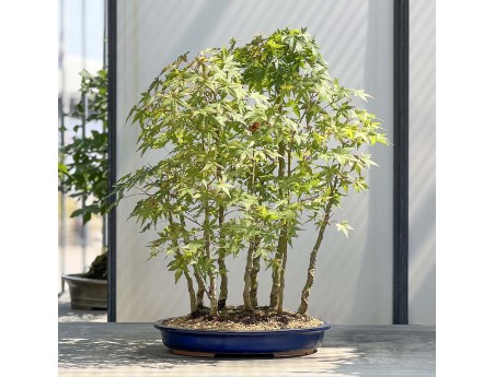 Acer Palmatum Viridis - Arce - 68 cm