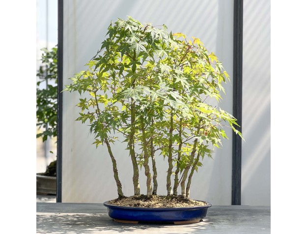 Acer Palmatum Viridis - Arce - 68 cm