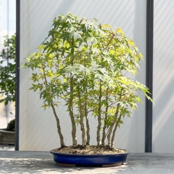 Acer Palmatum Viridis - Maple - 68 cm