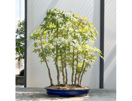 Acer Palmatum Viridis - Ahorn - 68 cm