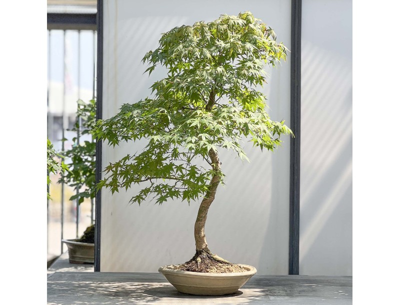 Acer Palmatum Viridis - 85 cm
