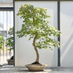Acer Palmatum Viridis - Maple - 85 cm