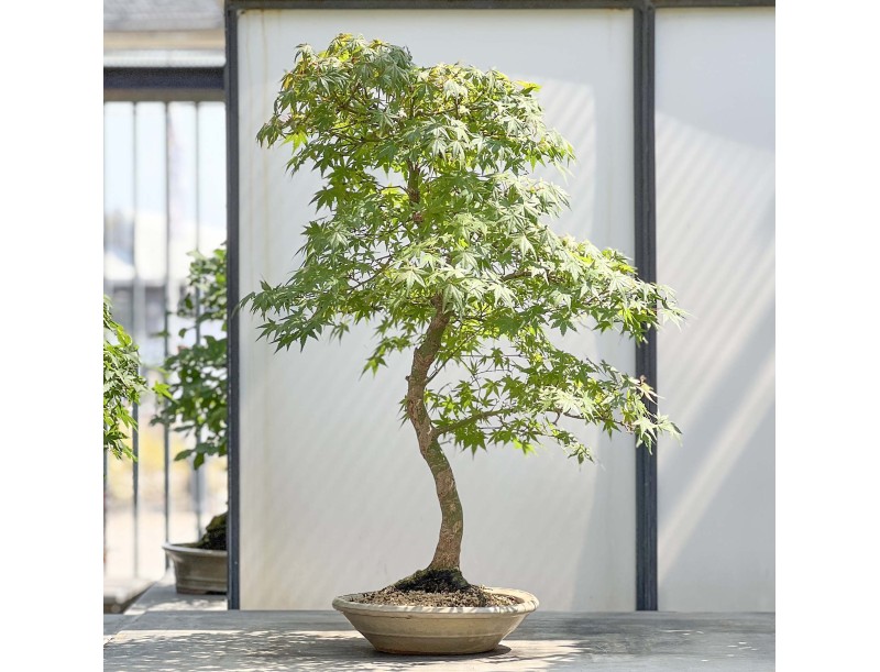 Acer Palmatum Viridis - Acero - 85 cm