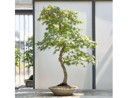 Acer Palmatum Viridis - Érable - 85 cm