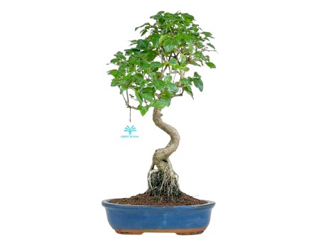 Ligustrum - 48 cm
