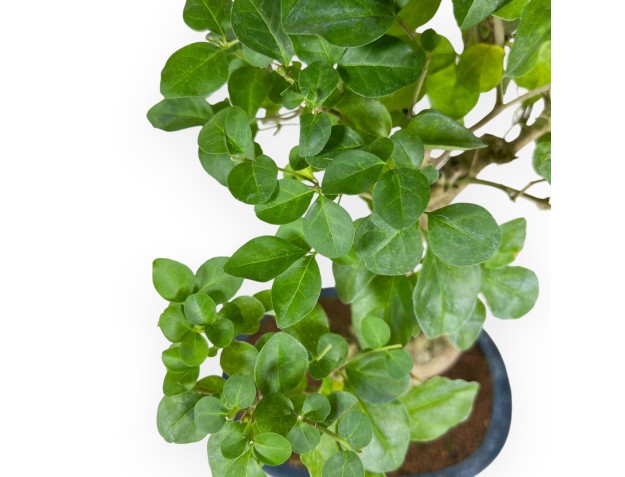 Ligustrum - Privet - 48 cm 2