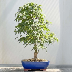 Acer palmatum Segai - érable - 50 cm