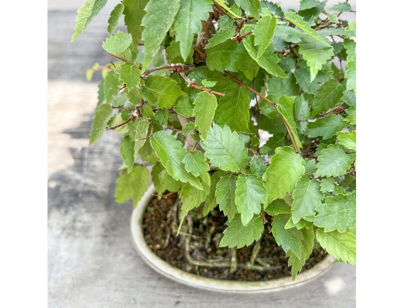 Zelkova serrata - Olmo - 23 cm
