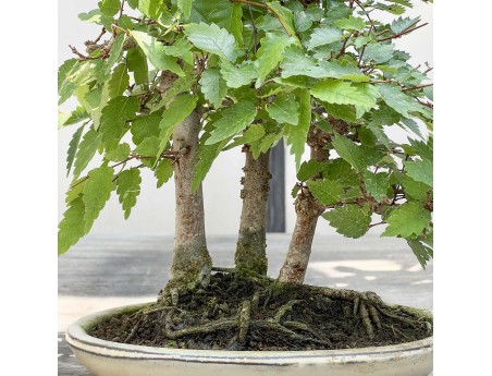 Zelkova serrata - Elm - 23 cm