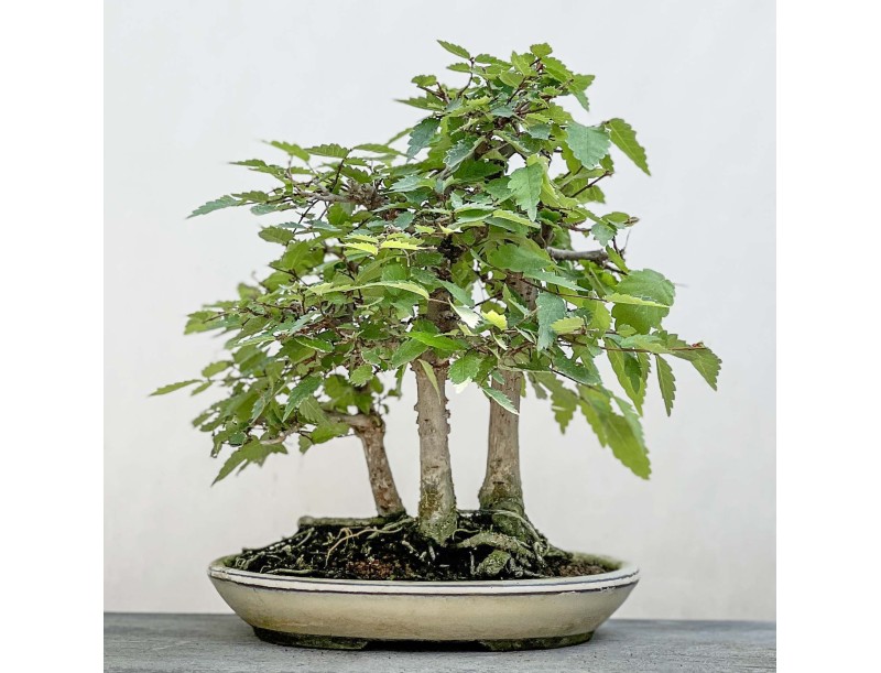 Zelkova serrata - Olmo - 23 cm