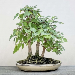 Zelkova serrata - Olmo - 23 cm